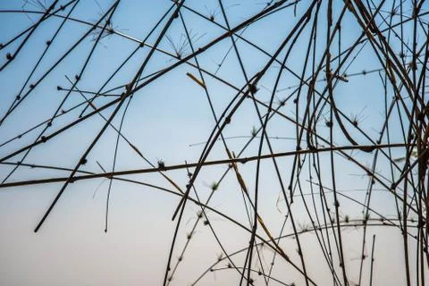 Bamboo background. Stock Photos