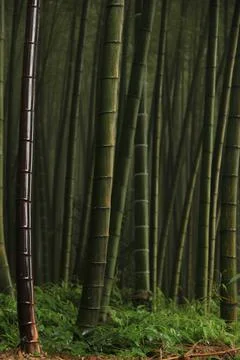 Bamboo Background Stock Photos