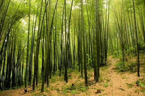 Bamboo Background Stock Photos