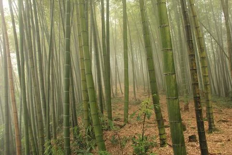 Bamboo Background Stock Photos