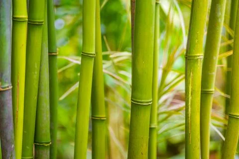 Bamboo background Stock Photos