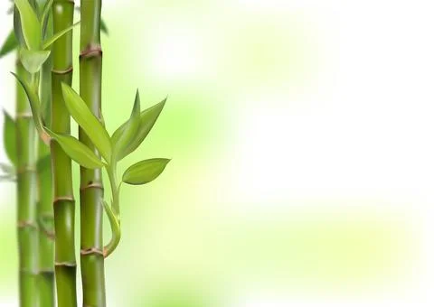 Bamboo background, realistic vector illustration, 3d Illustrazione stock