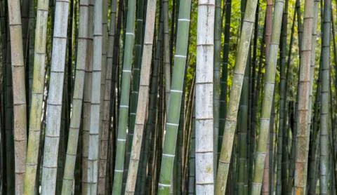 Bamboo background wallpaper Stock Photos