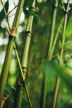 Bamboo backround 库存照片