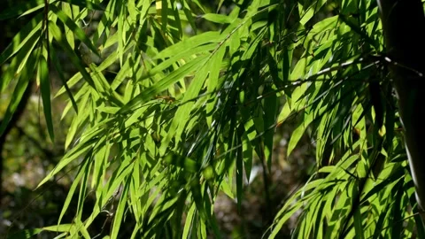 Bamboo Beauty Stock Footage 309902506