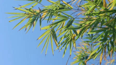 Bamboo Blue Sky 02 Stock Footage 299677345