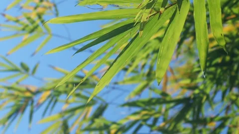 Bamboo Blue Sky Stock Footage 299677348