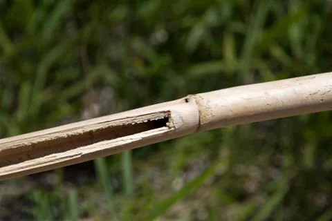Bamboo branch Foto stock