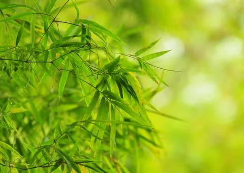 Bamboo branch Stock Photos