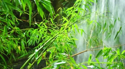 Bamboo branch in the waterfall Stock Footage 55185908