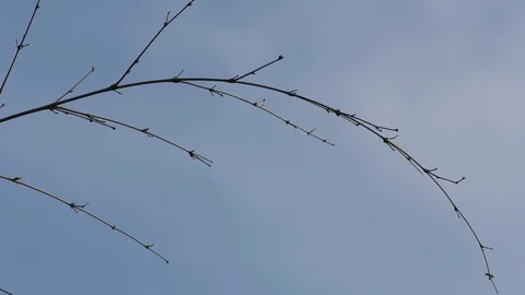 Bamboo branch in wind Stock Footage 81064088