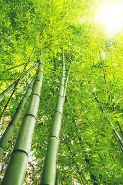 Bamboo branches and trunks pointing up towards the sun. Stock Photos