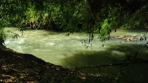 Bamboo Branches Hanging Low Above Flowing Stream in Lush Jungle Stock Footage 334986365
