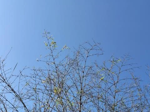 Bamboo branches reaching toward a clear blue sky create a minimalist natural  Stock-Fotos