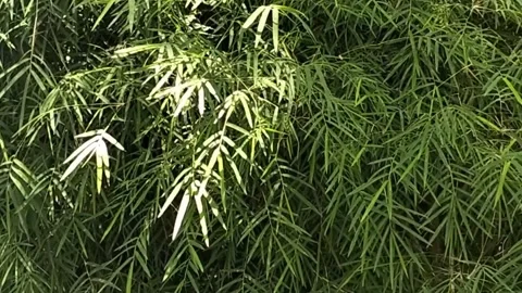 Bamboo Branches Swaying in the Wind Stock Footage 317212147