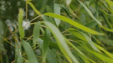 Bamboo branches in the wind Stock Footage 124892987
