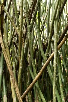 Bamboo Brazil 2 Stock Photos