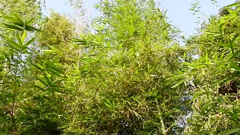 Bamboo in the Breeze Stock Footage 274405231