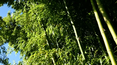 Bamboo In breeze on sunny day at Queen Elizabeth Park Stock Footage