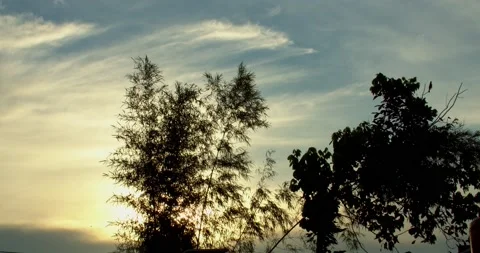 Bamboo breeze by wind at sunset background Stock Footage 220413461