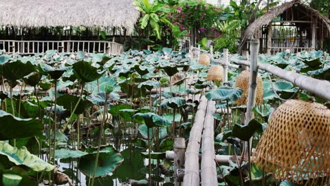 Bamboo bridge crossing a tranquil lotus pond Stock Footage 344036380
