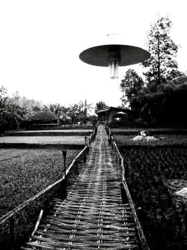 Bamboo bridge in grain type Stock Photos