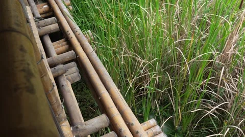 Bamboo bridge next to tall grass reeds natural rural village countryside Stock Footage 318080587