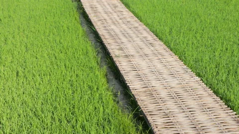 A bamboo bridge walkway Stock Footage 159780030