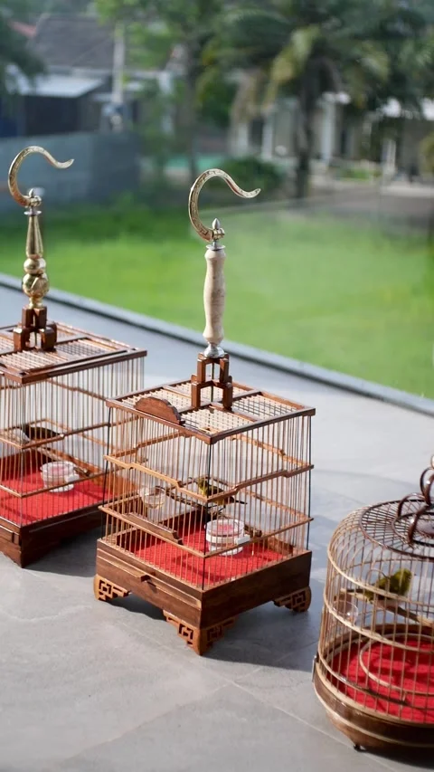 Bamboo cages for small birds Stock Footage 272553498