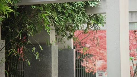 Bamboo on Campus Stock Footage 167580907