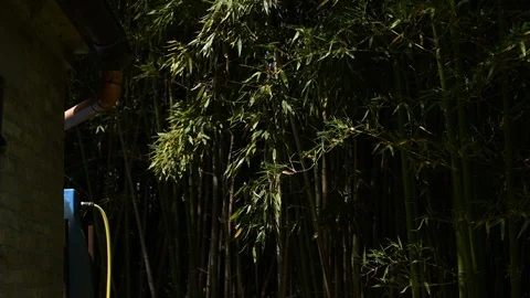 Bamboo cane foliage moved by the wind dark background still shoot Stock Footage 111365900