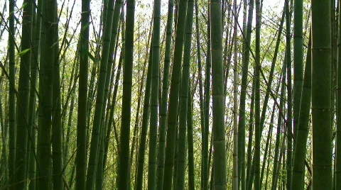 Bamboo cane Stock Footage 358069