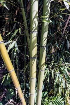Bamboo cane forest closeup Stock Photos