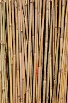 Bamboo cane Stock Photos