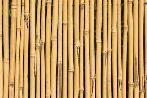 Bamboo cane texture Stock Photos
