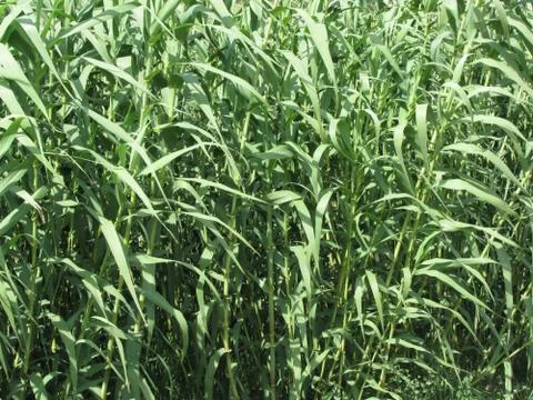 Bamboo cane trees as a background Stock Photos