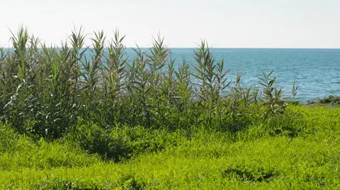 Bamboo canes on the seashore Stock Footage 65502608