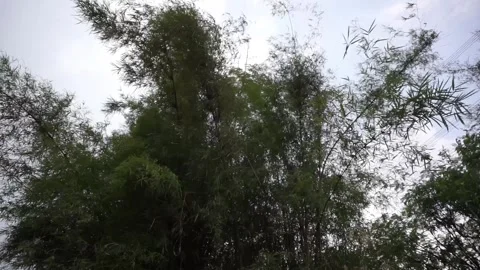 Bamboo Canopy Against a Cloudy Sky Stock Footage 287995257