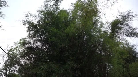 Bamboo Canopy Against a Cloudy Sky Video stock 287995258