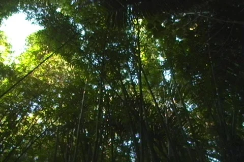 Bamboo Canopy Stock Footage