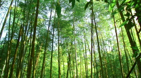Bamboo canopy 스톡 동영상 330654