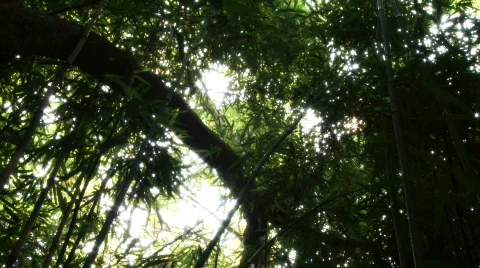 Bamboo Canopy Stock Footage 604902