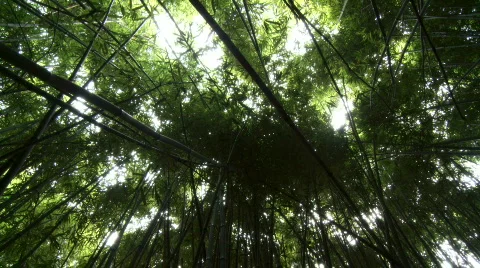 Bamboo Canopy Stock Footage 605150