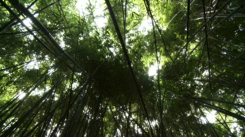Bamboo Canopy Stock Footage 605278