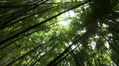 Bamboo Canopy Stock Footage 605426