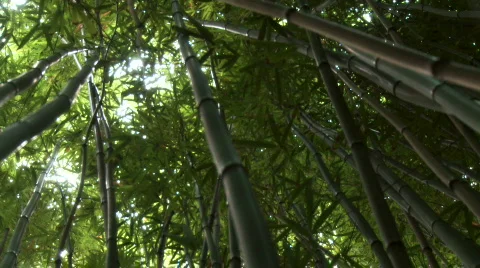 Bamboo Canopy Stock Footage 605452