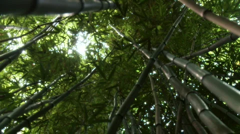 Bamboo Canopy Stock Footage