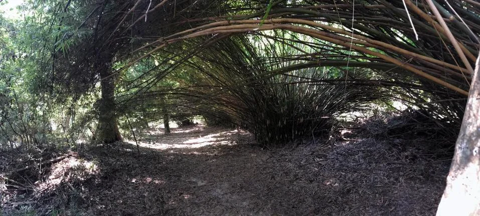 Bamboo Canopy 库存照片