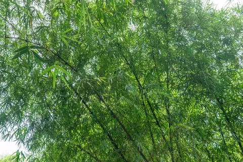 Bamboo Canopy with Thin Leaves and Natural Sunlight Stock Photos