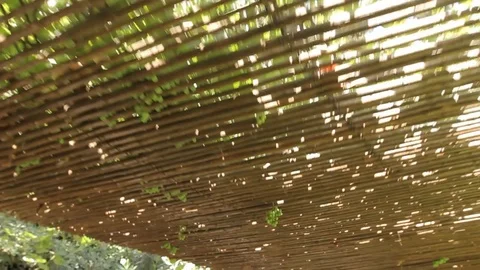 Bamboo ceiling in yard Stock Footage 77052314